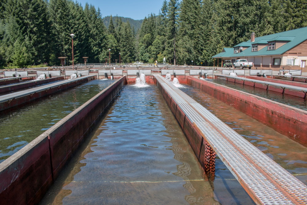 Custom Clutch Simplifies Salmon Crowder System Custom Clutch Simplifies Salmon Crowder System